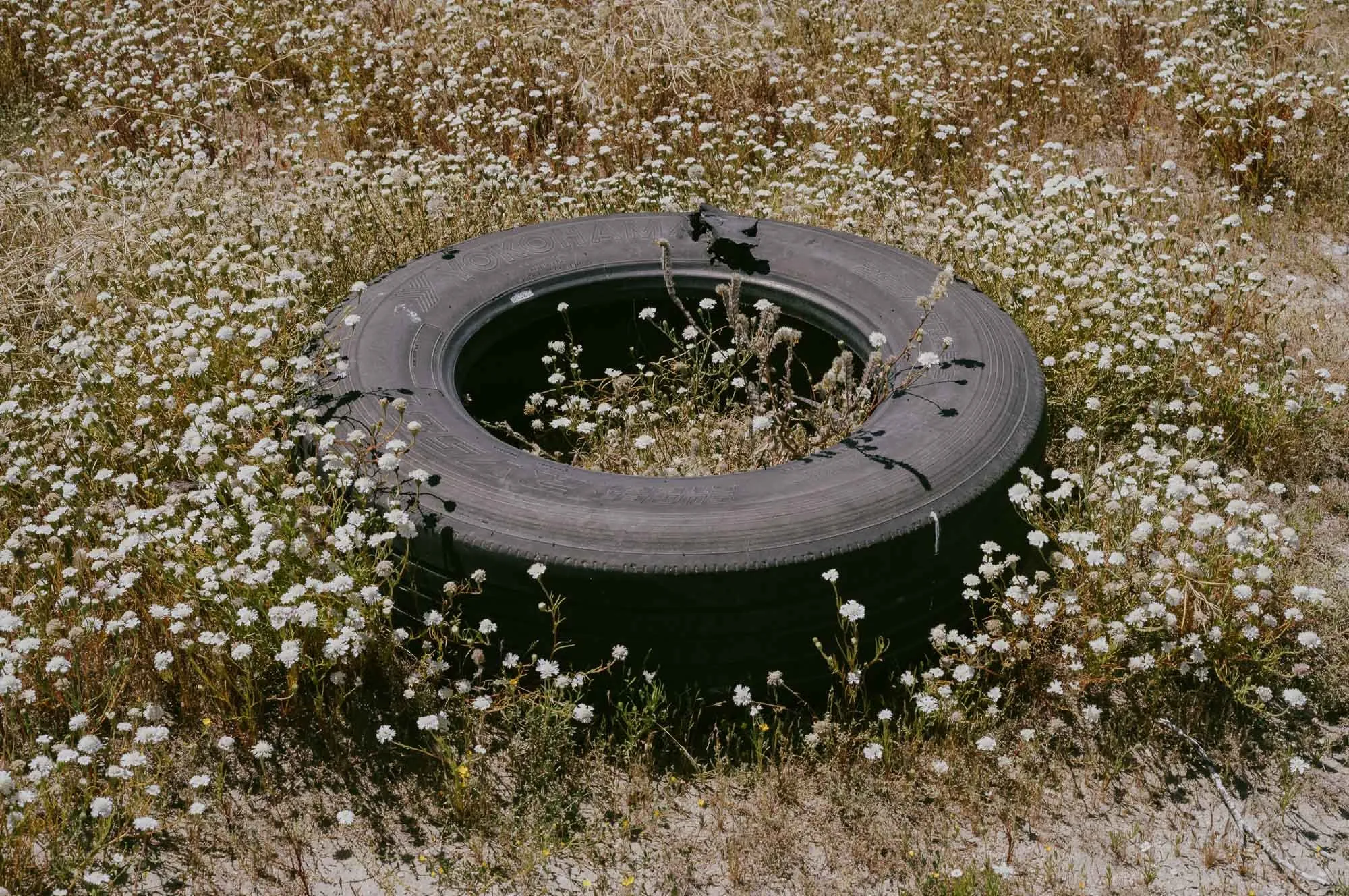 Untitled photograph from the series Especially Significant, 2023