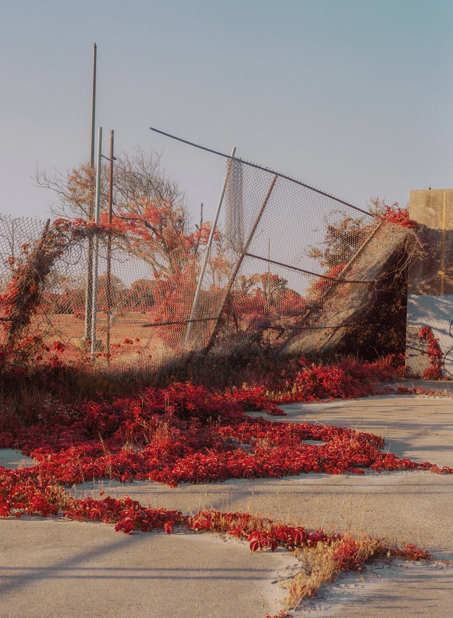 Untitled photograph from the series Swell, 2018–2025