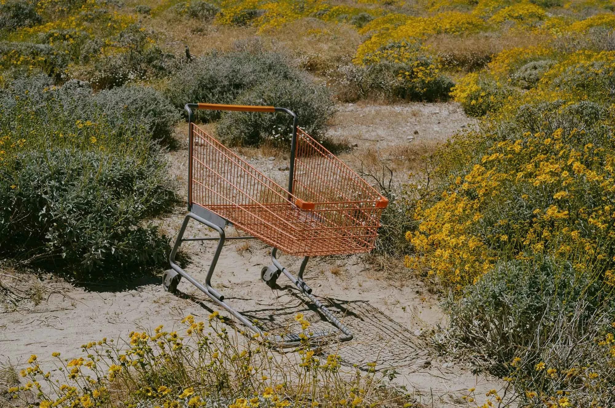 Untitled photograph from the series Especially Significant, 2023