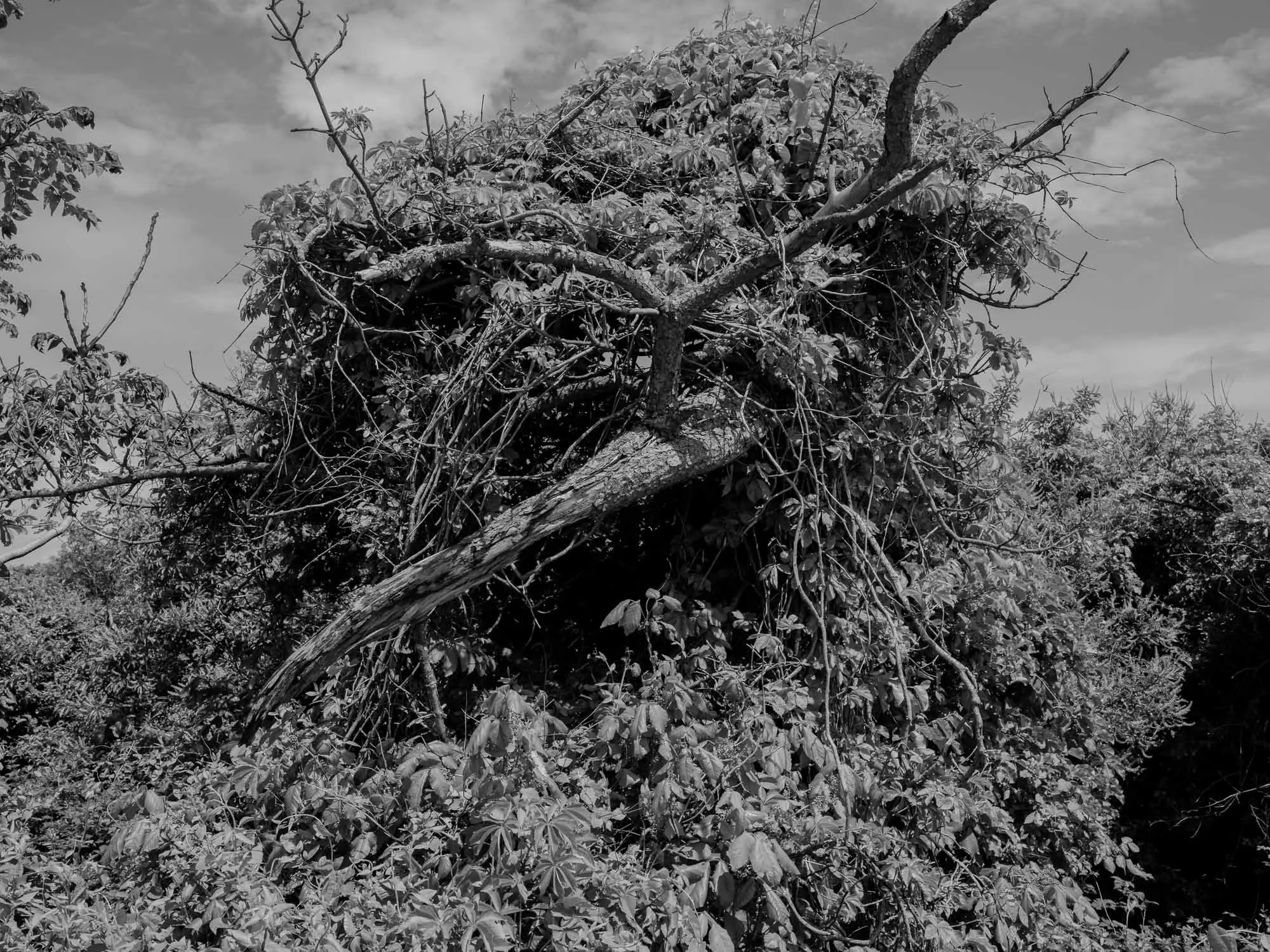 Untitled photograph from the series The Ruins Stood, 2021–2022